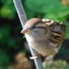 T.Rex Sparrow